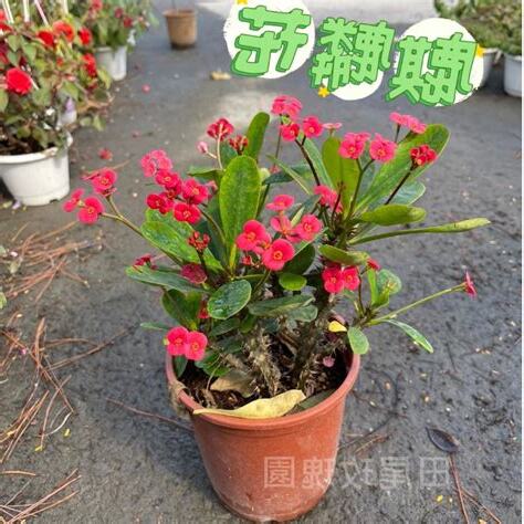 玫瑰 花 擋煞